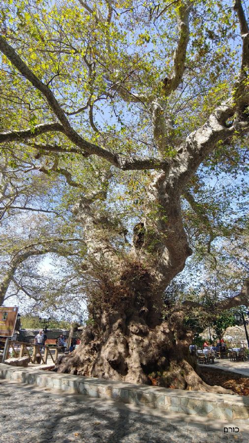 הדולב הענקי בקראצי